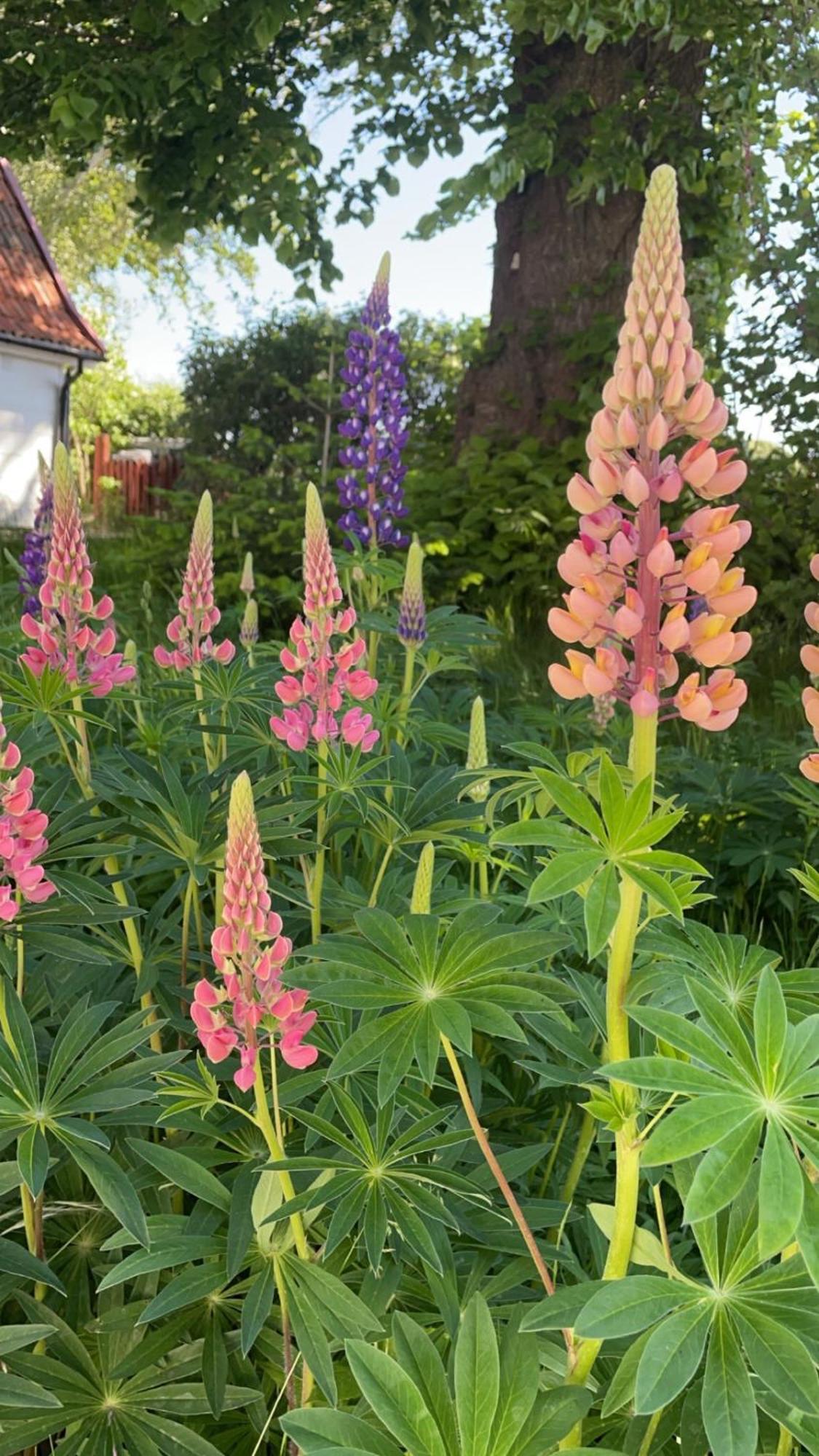 Trennegarden B&B Mjohult  Luaran gambar
